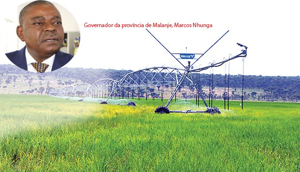 MALANGE VAI PRODUZIR MAIS  ARROZ E ALGUDÃO
