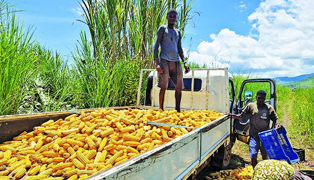 MERCADO NACIONAL ATINGE AUTO-SUFICIÊNCIA NA PRODUÇÃO E OFERTA DE MILHO