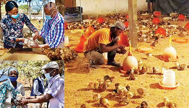 AVICULTORES VÃO PRODUZIR  720 TONELADAS DE FRANGO