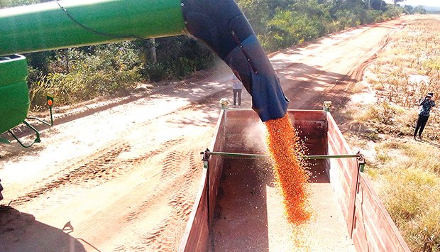 ANGOLA QUER SUPERAR ACTUAL DÉFICE NA PRODUÇÃO DE CEREAIS E LEGUMINOSAS
