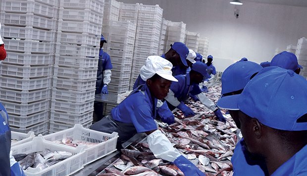 COMPLEXO NO SOYO TEM CAPACIDADE PARA PROCESSAR 10 MIL TONELADAS DE PESCADO TODOS OS MESES