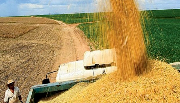 COLHEITAS DE CAMACUPA ATINGEM 21 MIL TONELADAS