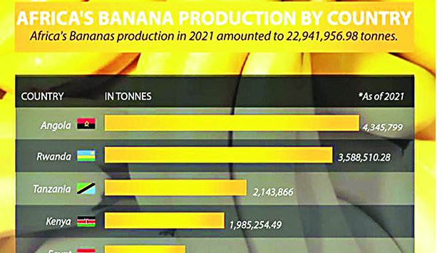 ANGOLA LIDERA PRODUÇÃO DE BANANA EM ÁFRICA NOS ÚLTIMOS OITO ANOS
