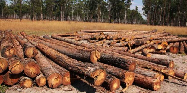 GOVERNO VAI IMPLEMENTAR MEDIDAS DURAS PARA TRAVAR EXPLORAÇÃO ILEGAL DE MADEIRA