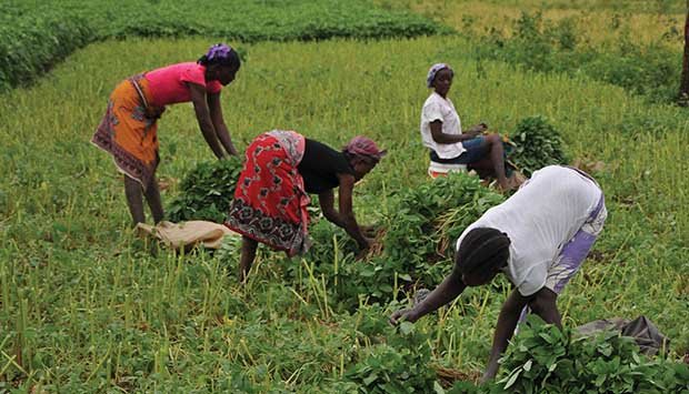 MAIS DE 12 MILHÕES DE PRODUTORES SÃO ASSISTIDOS NESTE ANO AGRÍCOLA