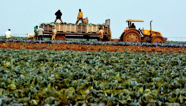 ANO AGRÍCOLA DE LUANDA ABRE COM 22 MIL HECTARES