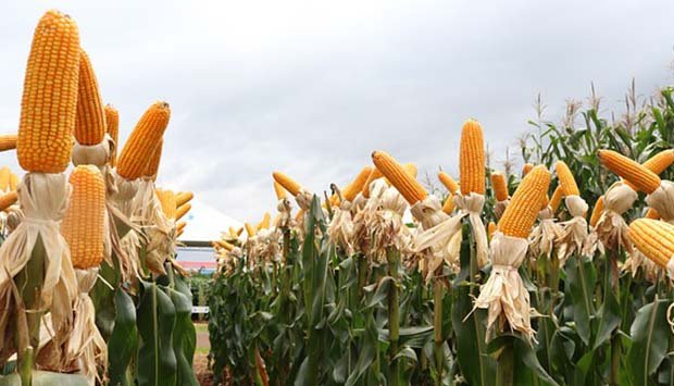 GOVERNO VAI INVESTIR  USD 5,7 MIL MILHÕES NA PRODUÇÃO DE GRÃOS
