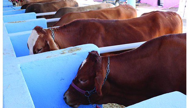 MATADOURO REGIONAL É CONSTRUÍDO  NA HUÍLA PARA ELEVAR OFERTA DE CARNE